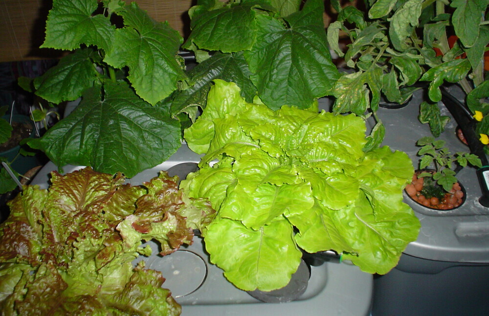 Basic Grow